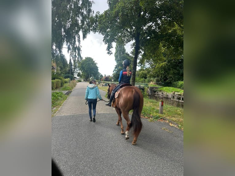 American Paint Horse Merrie 6 Jaar 159 cm Vos in Eexterveenschekanaal