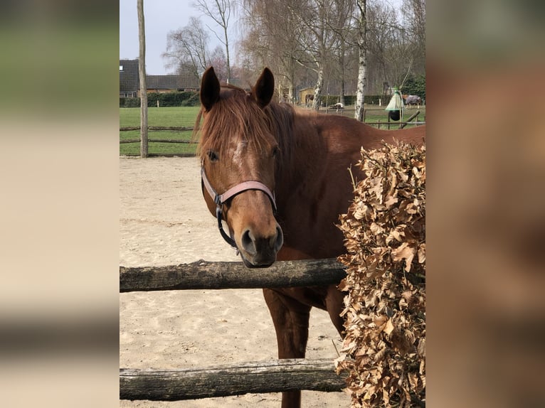 American Paint Horse Merrie 6 Jaar 159 cm Vos in Eexterveenschekanaal