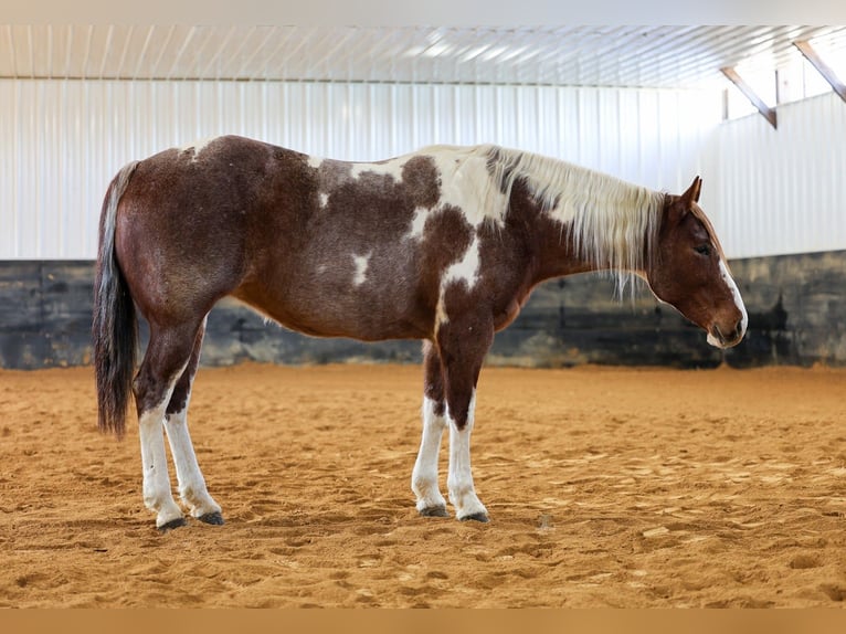 American Paint Horse Merrie 6 Jaar 160 cm Roan-Red in Cannon Falls