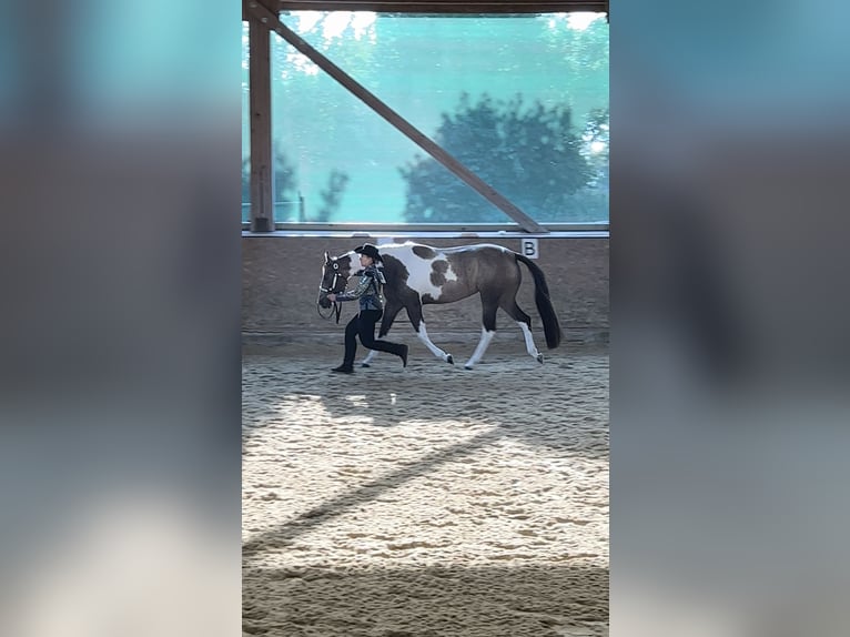 American Paint Horse Merrie 6 Jaar 160 cm Tobiano-alle-kleuren in Regenstauf