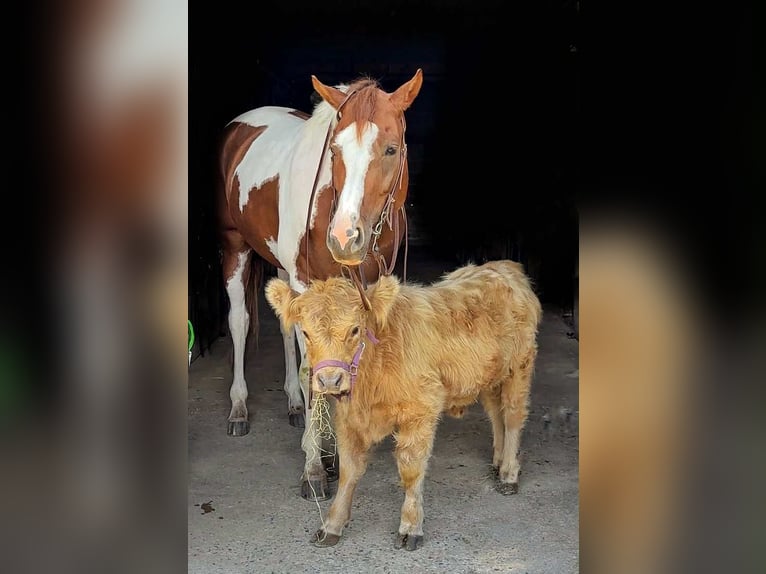 American Paint Horse Merrie 6 Jaar 165 cm Tobiano-alle-kleuren in New Holland