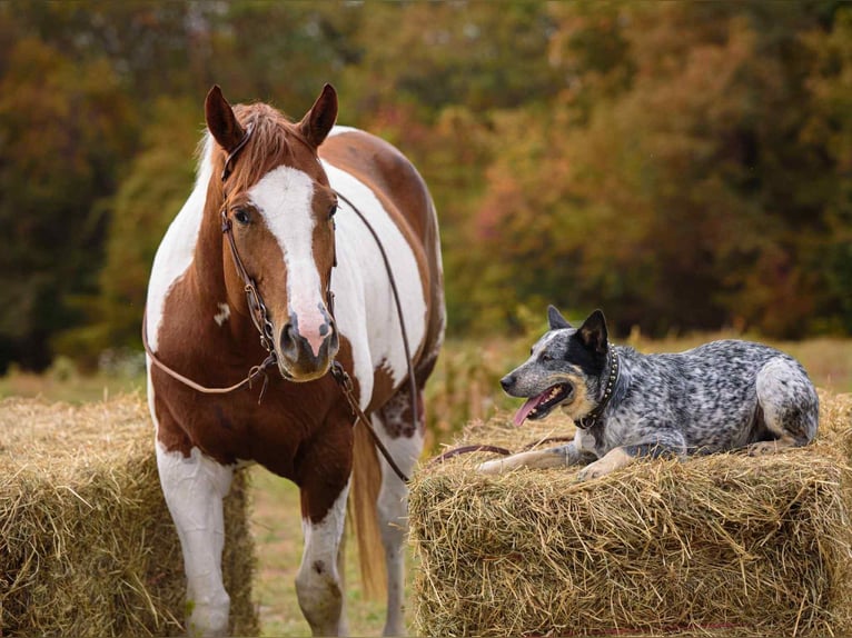 American Paint Horse Merrie 6 Jaar 165 cm Tobiano-alle-kleuren in New Holland