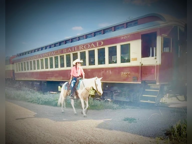 American Paint Horse Merrie 6 Jaar Gevlekt-paard in Decatur