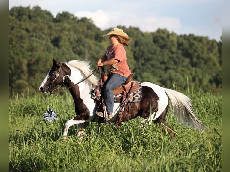 American Paint Horse Merrie 6 Jaar Gevlekt-paard in Mount Vernon