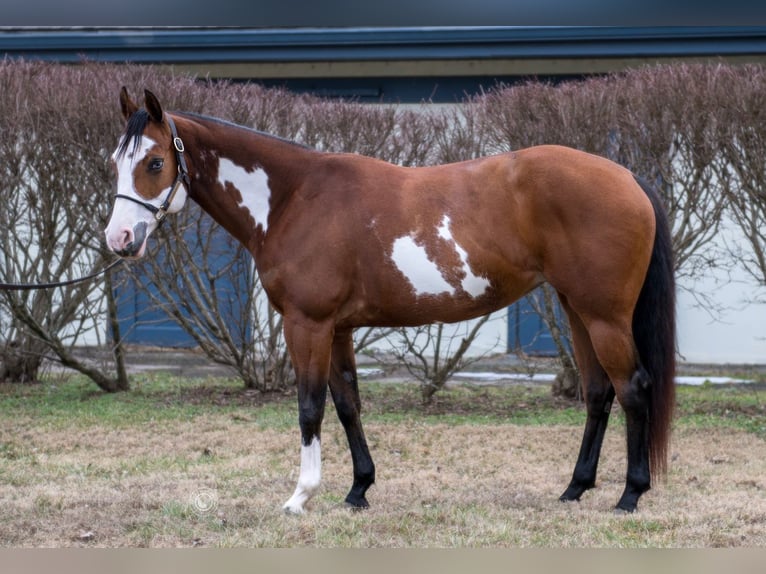 American Paint Horse Merrie 7 Jaar 145 cm Roodbruin in La Grange