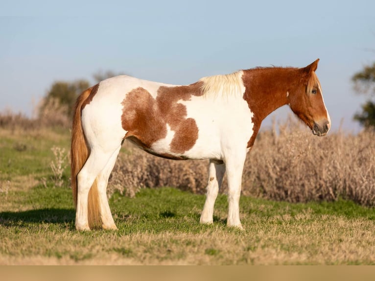 American Paint Horse Merrie 7 Jaar 145 cm Tobiano-alle-kleuren in Weatherford TX