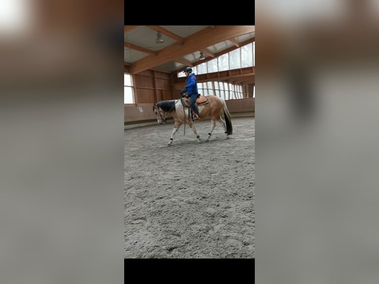 American Paint Horse Merrie 7 Jaar 146 cm Tobiano-alle-kleuren in Hardheim