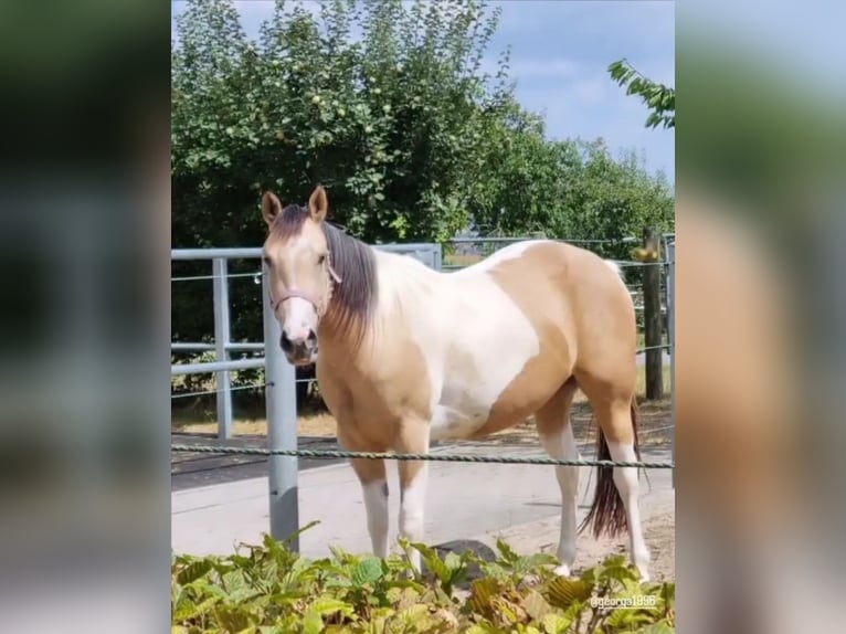 American Paint Horse Merrie 7 Jaar 146 cm Tobiano-alle-kleuren in Hardheim