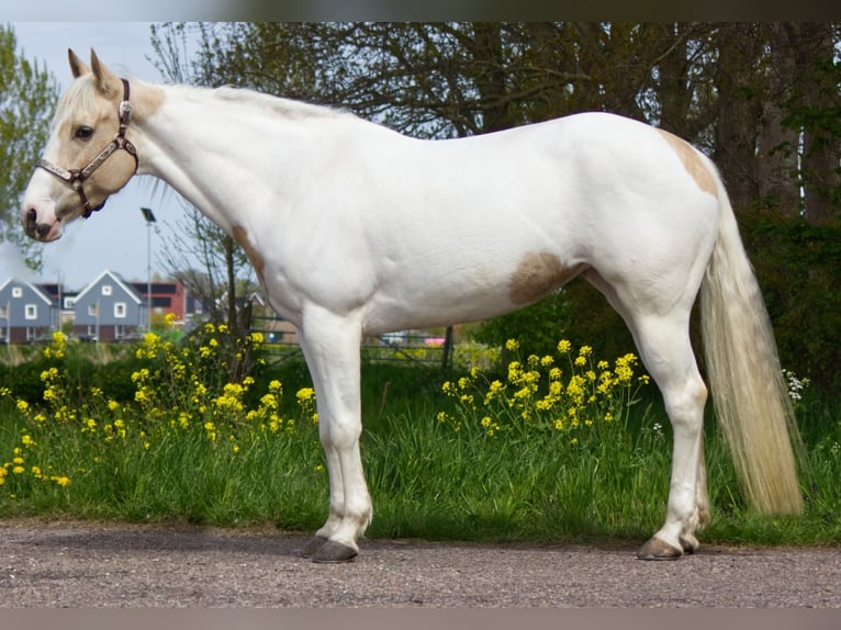 American Paint Horse Merrie 7 Jaar 148 cm Palomino in Zwaagdijk-West