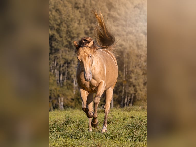 American Paint Horse Merrie 7 Jaar 150 cm Champagne in Öhningen