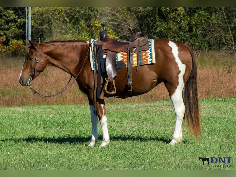 American Paint Horse Merrie 7 Jaar 150 cm Gevlekt-paard in Henderson
