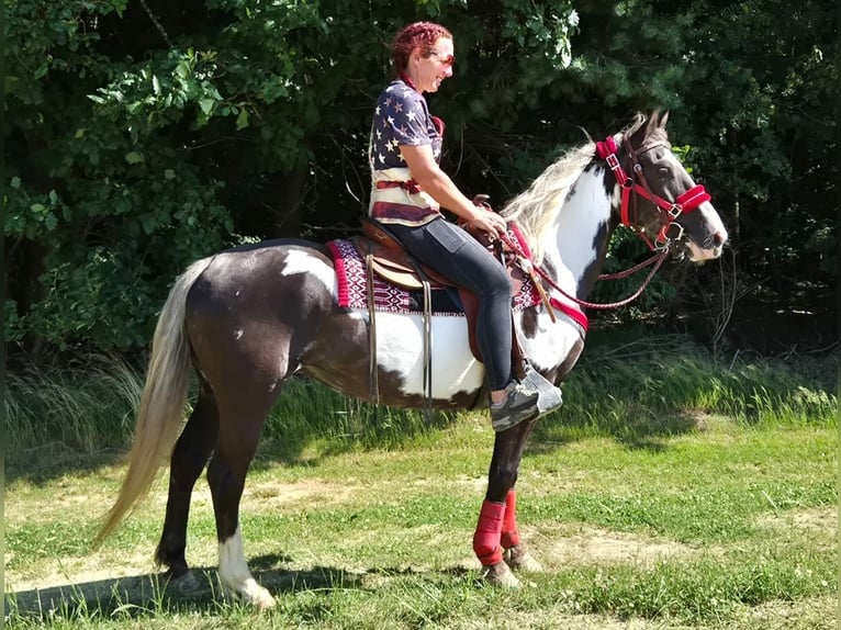 American Paint Horse Merrie 7 Jaar 150 cm Overo-alle-kleuren in Linkenbach