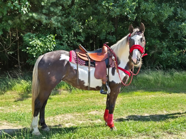 American Paint Horse Merrie 7 Jaar 150 cm Overo-alle-kleuren in Linkenbach