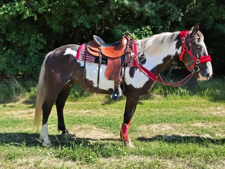 American Paint Horse Merrie 7 Jaar 150 cm Overo-alle-kleuren in Linkenbach