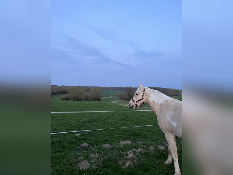 American Paint Horse Mix Merrie 7 Jaar 150 cm Palomino in Retschow