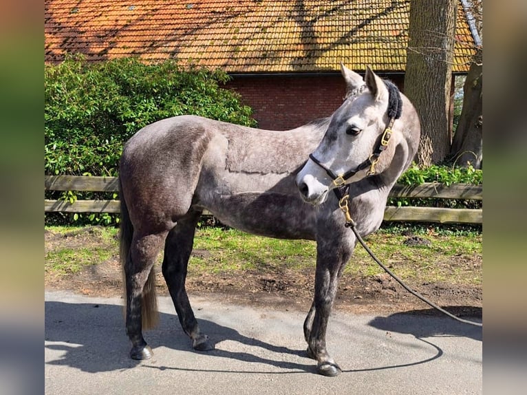 American Paint Horse Merrie 7 Jaar 150 cm Schimmel in Ahlerstedt