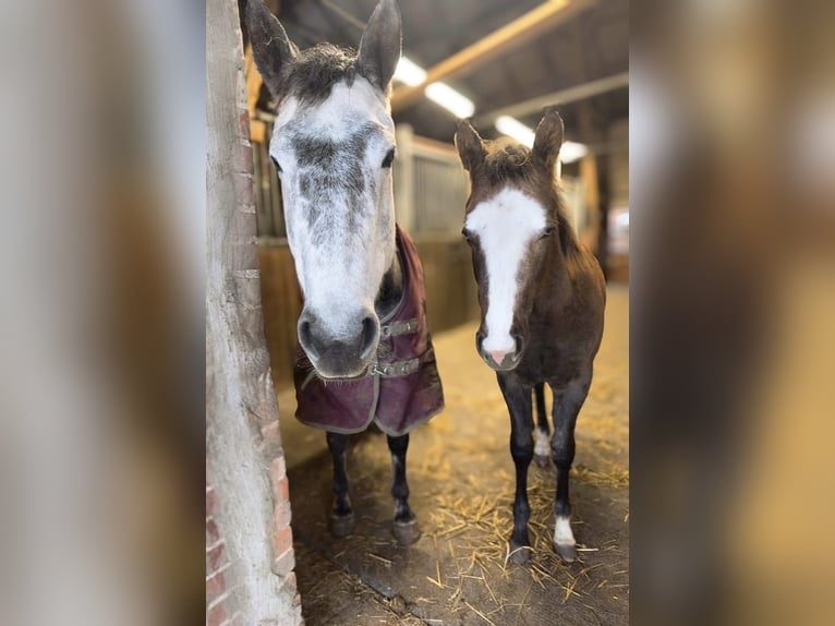 American Paint Horse Merrie 7 Jaar 150 cm Schimmel in Ahlerstedt