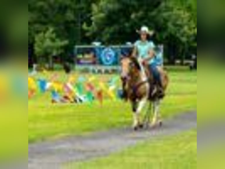 American Paint Horse Merrie 7 Jaar 150 cm Tobiano-alle-kleuren in Rusk TX