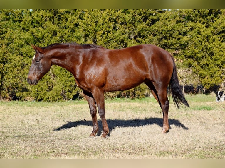 American Paint Horse Merrie 7 Jaar 152 cm Donkere-vos in Mccurtain