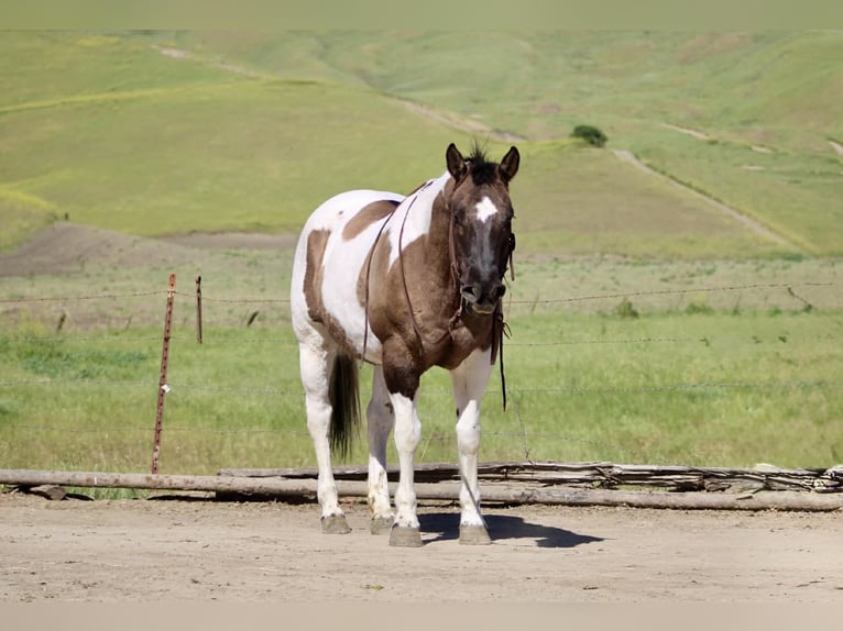 American Paint Horse Merrie 7 Jaar 152 cm Grullo in King City