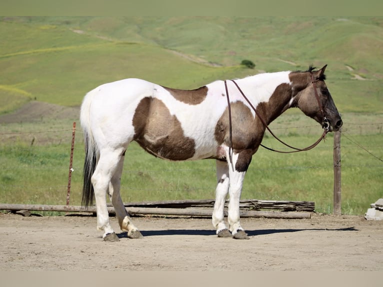 American Paint Horse Merrie 7 Jaar 152 cm Grullo in King City