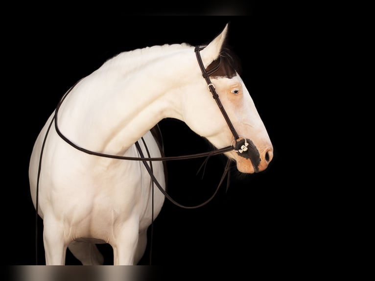 American Paint Horse Merrie 7 Jaar 152 cm Tovereo-alle-kleuren in Hessisch Oldendorf