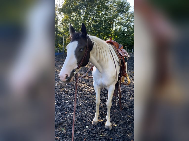 American Paint Horse Merrie 7 Jaar 152 cm Tovereo-alle-kleuren in Hessisch Oldendorf