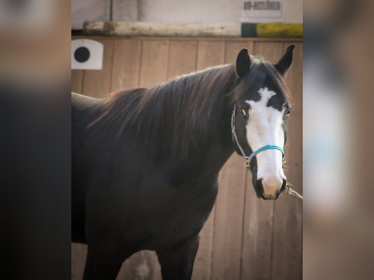 American Paint Horse Mix Merrie 7 Jaar 156 cm Zwart in Lünen