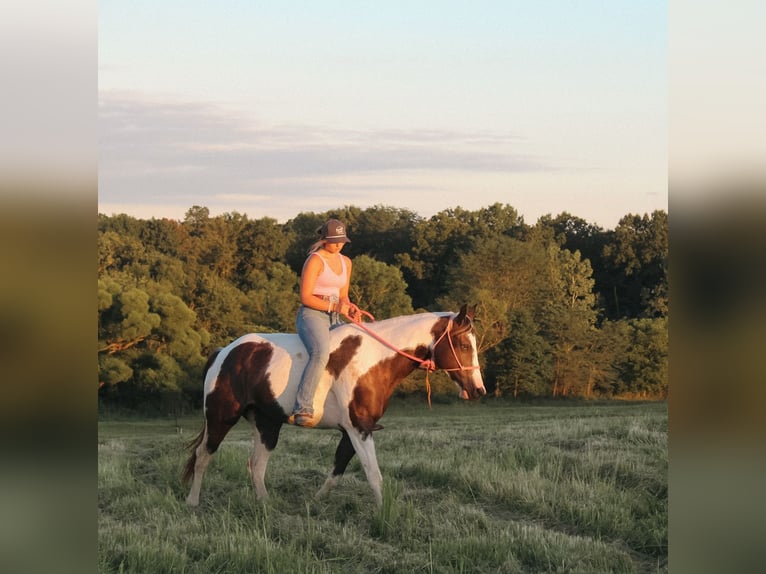 American Paint Horse Merrie 7 Jaar 157 cm Gevlekt-paard in Macon