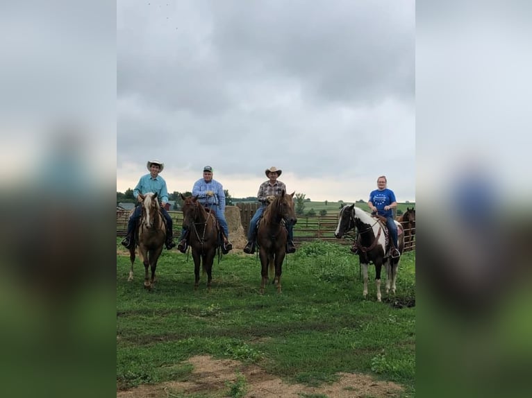 American Paint Horse Merrie 7 Jaar 157 cm Gevlekt-paard in Macon