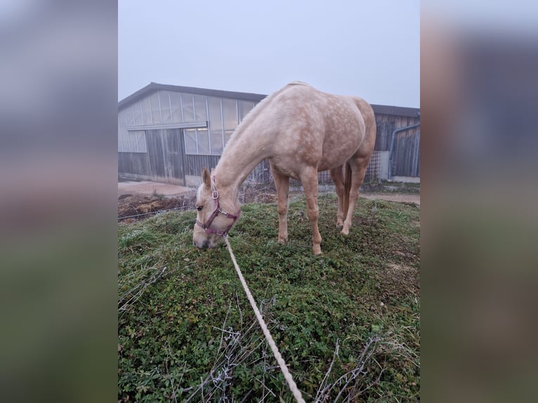 American Paint Horse Merrie 7 Jaar 158 cm Palomino in Tamm