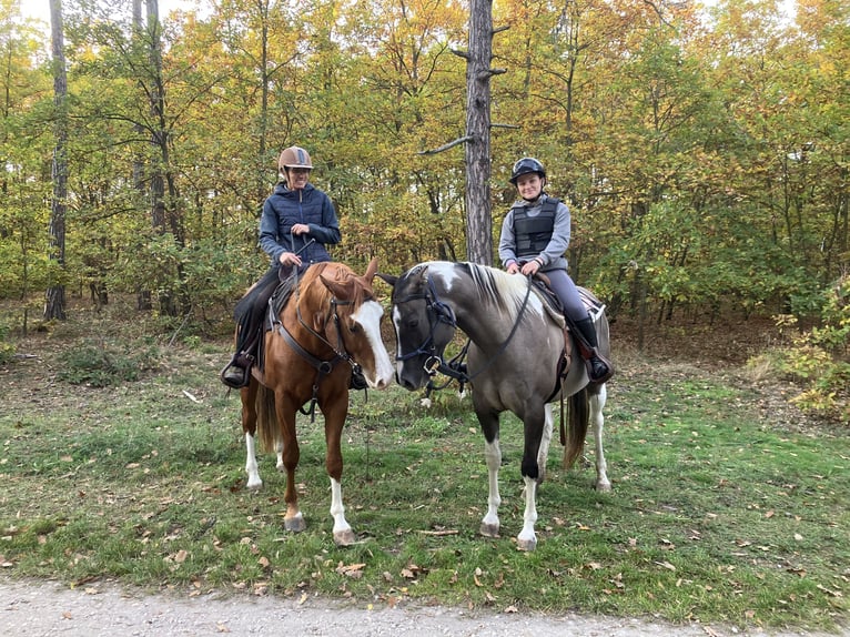 American Paint Horse Merrie 7 Jaar 160 cm Grullo in Nový Šaldorf-Sedlešovice - Sedlešovice