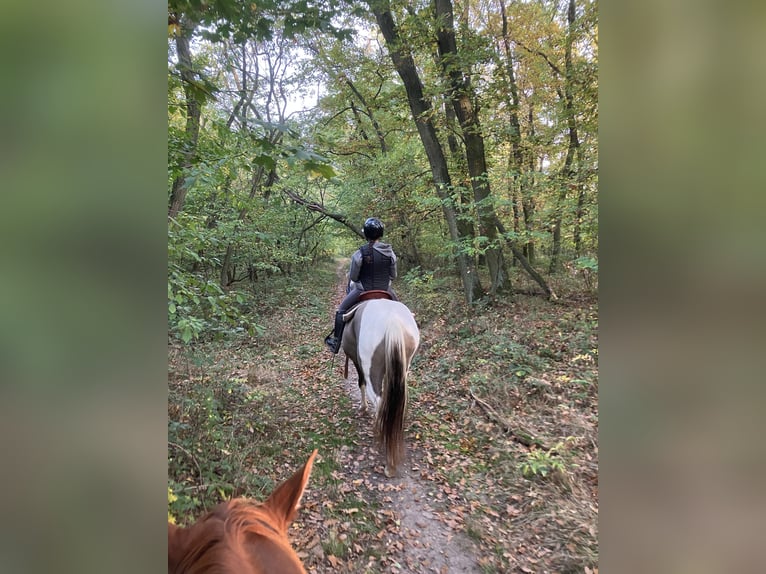 American Paint Horse Merrie 7 Jaar 160 cm Grullo in Nový Šaldorf-Sedlešovice - Sedlešovice
