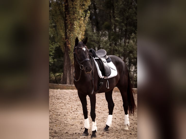 American Paint Horse Merrie 7 Jaar 168 cm Donkerbruin in G&#xF6;tzis