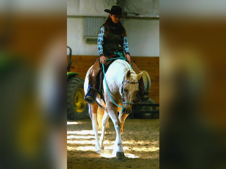 American Paint Horse Merrie 7 Jaar Gevlekt-paard in Harmony