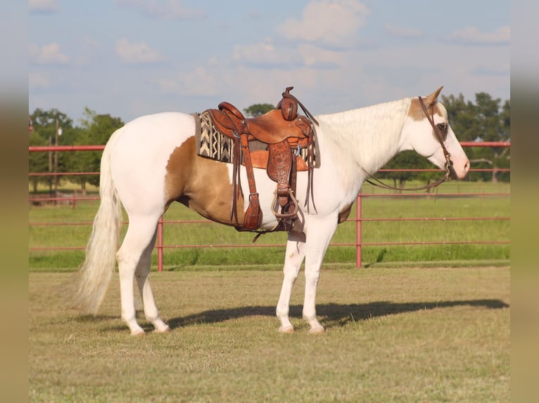 American Paint Horse Merrie 7 Jaar Gevlekt-paard in Grand Saline