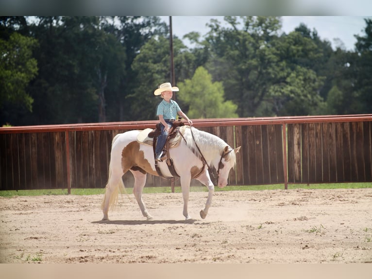 American Paint Horse Merrie 7 Jaar Gevlekt-paard in Grand Saline
