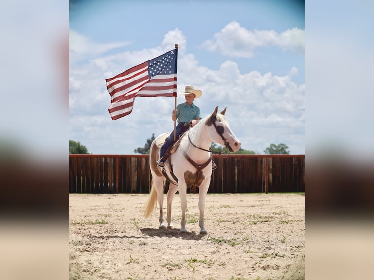 American Paint Horse Merrie 7 Jaar Gevlekt-paard in Grand Saline