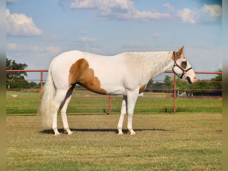 American Paint Horse Merrie 7 Jaar Gevlekt-paard in Grand Saline