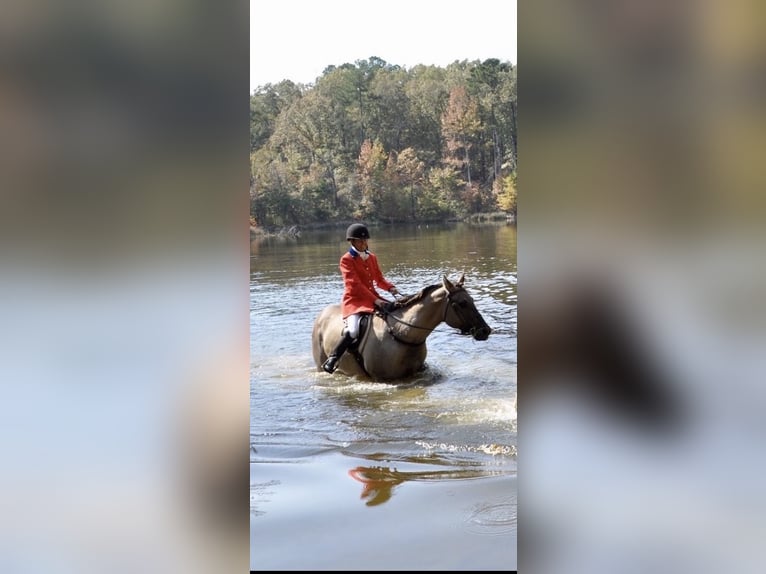 American Paint Horse Merrie 7 Jaar Grullo in Jasper