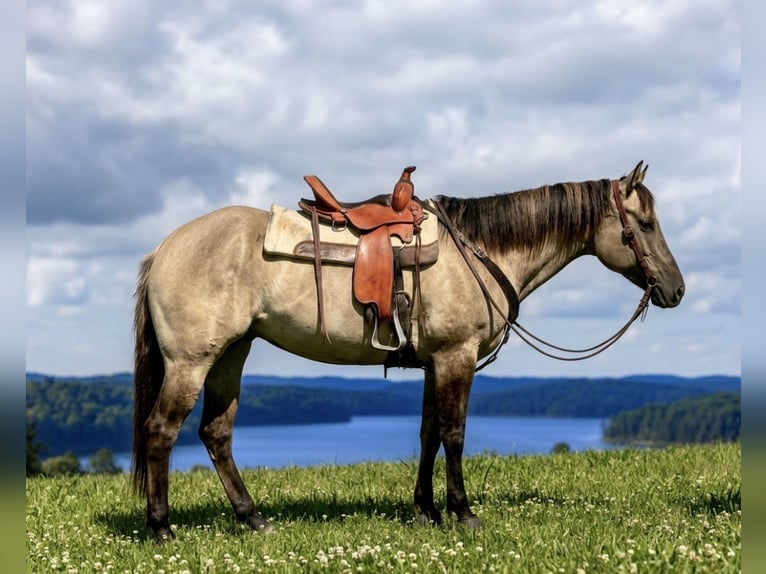 American Paint Horse Merrie 7 Jaar Grullo in Jasper