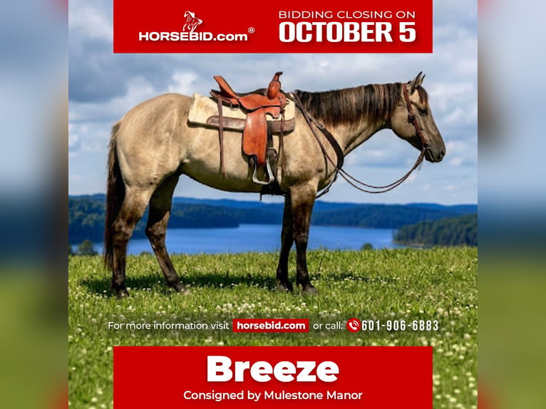 American Paint Horse Merrie 7 Jaar Grullo in Jasper