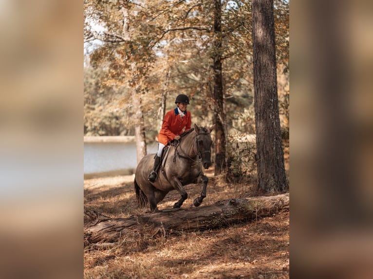 American Paint Horse Merrie 7 Jaar Grullo in Jasper