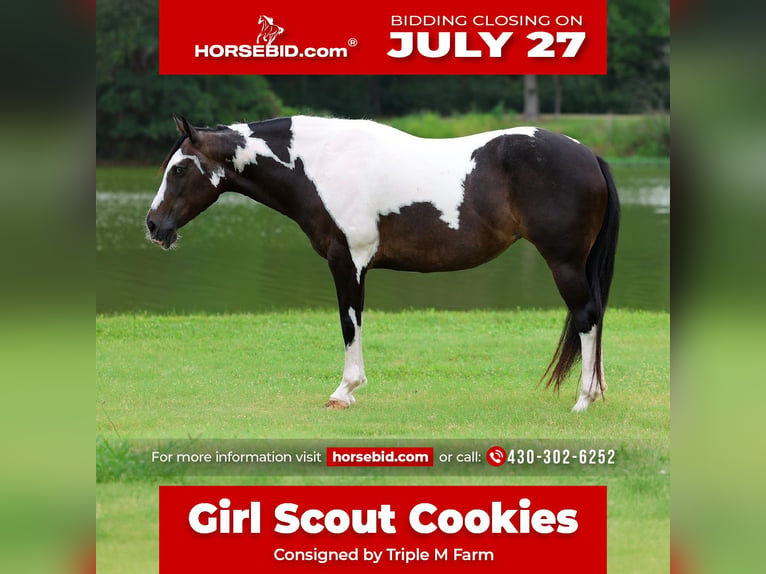 American Paint Horse Merrie 8 Jaar 142 cm Gevlekt-paard in Forney