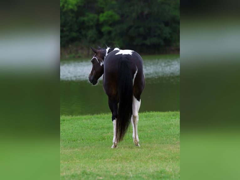 American Paint Horse Merrie 8 Jaar 142 cm Gevlekt-paard in Terrell