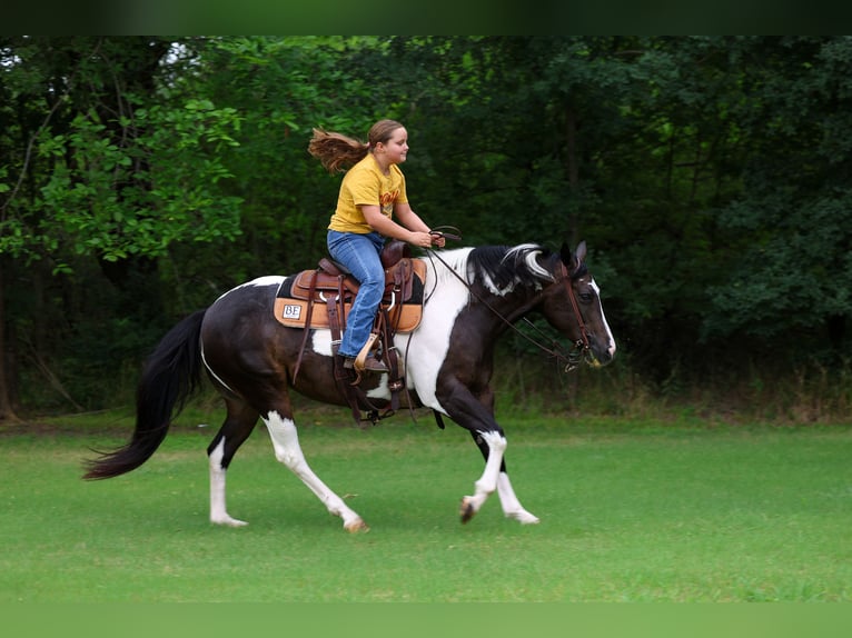 American Paint Horse Merrie 8 Jaar 142 cm Gevlekt-paard in Terrell