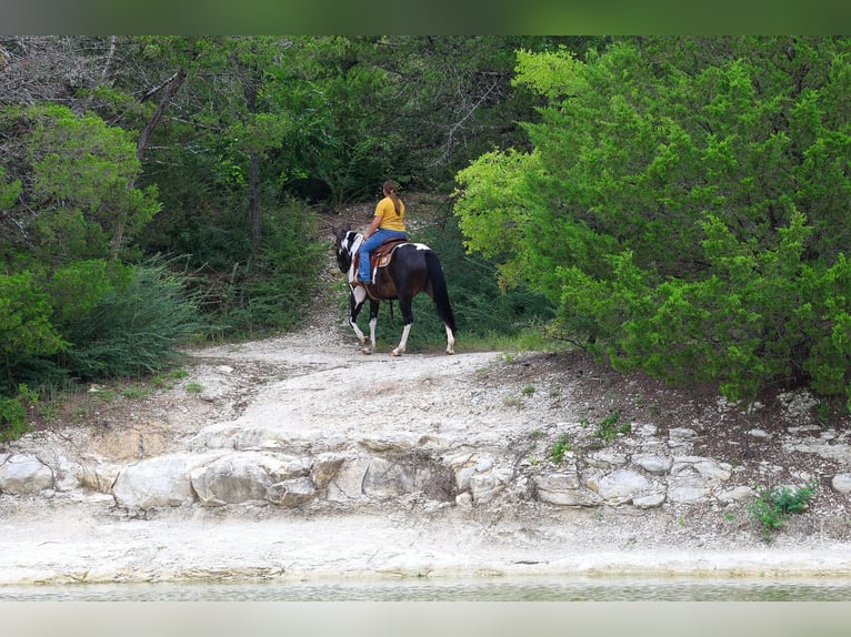 American Paint Horse Merrie 8 Jaar 142 cm Gevlekt-paard in Terrell