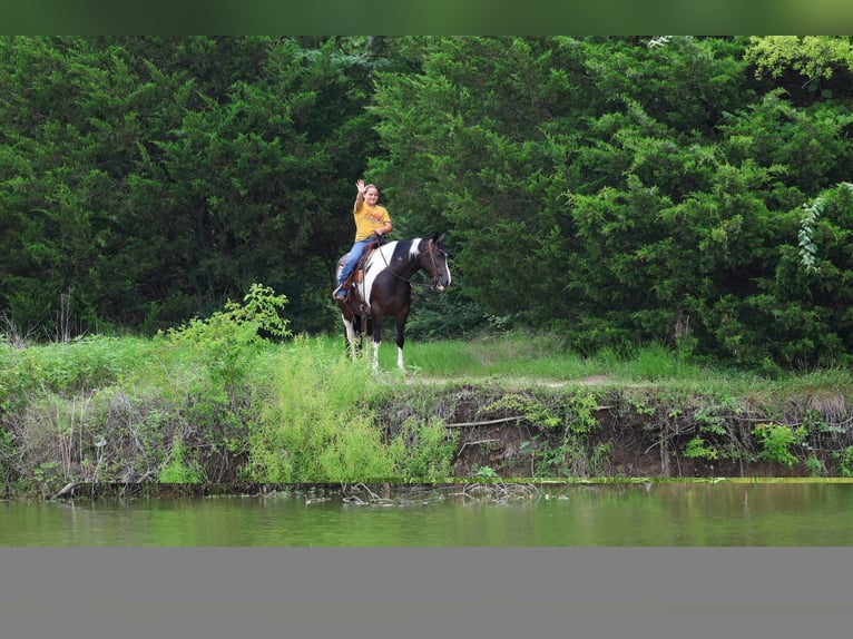 American Paint Horse Merrie 8 Jaar 142 cm Gevlekt-paard in Terrell