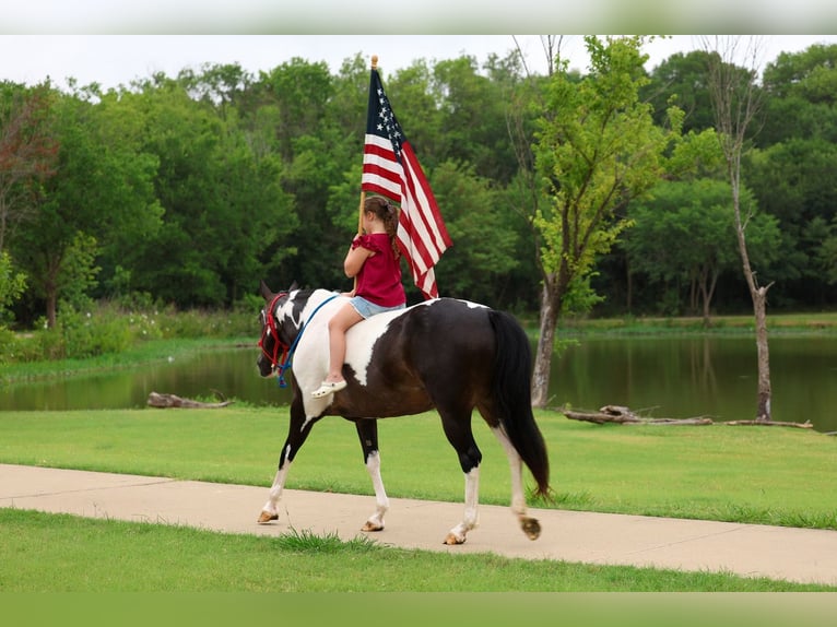 American Paint Horse Merrie 8 Jaar 142 cm Gevlekt-paard in Terrell