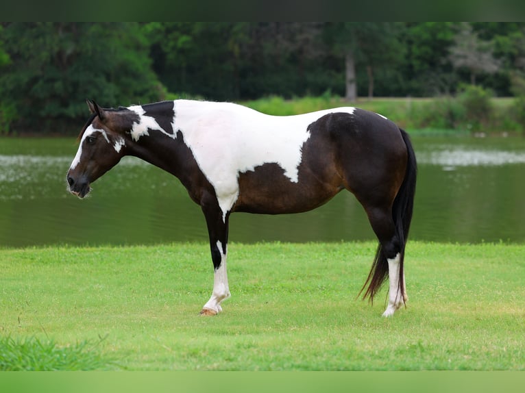 American Paint Horse Merrie 8 Jaar 142 cm Gevlekt-paard in Terrell